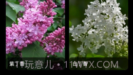 丁香花瓣v1.9截图