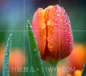 一键拍照识花v3.3.14截图