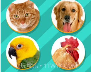 pettranslatorv1.11截图