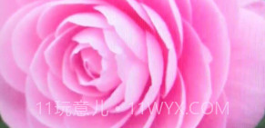 诚宝智能花卉识别v1.13截图