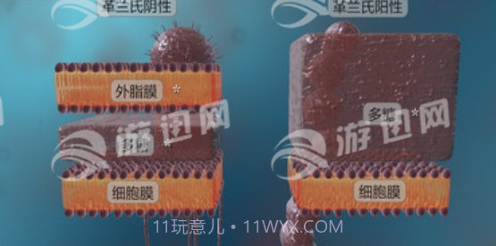 细菌互动教育最新版1.4截图