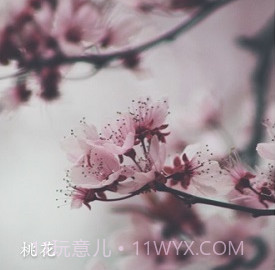 形色植物识别v3.14.18截图