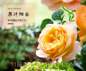 火箭绿植v1.0.21截图