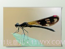 一幅相框v2.660v2.16截图