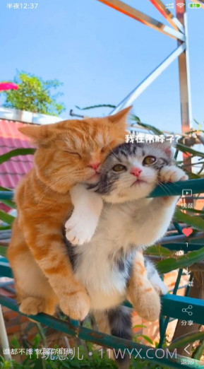 安果视频壁纸v3.1.23截图