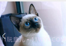 猫咪之家v1.22截图