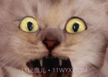 吓人的恶作剧: 吓唬朋友v2.20截图