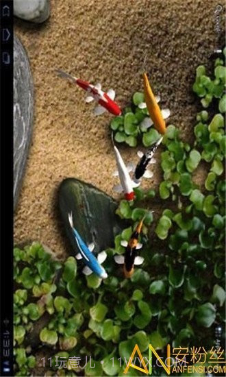 自由锦鲤动态壁纸截图4