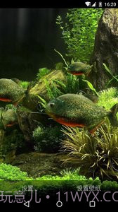 3D食人鱼：梦象动态壁纸截图1
