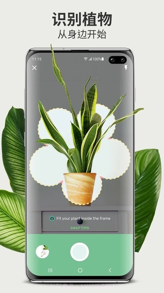Blossom植物识别截图2 Blossom植物识别截图2