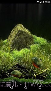 3D食人鱼：梦象动态壁纸截图3