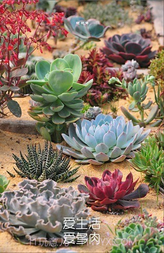 多肉植物截图2 多肉植物截图2