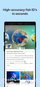 Picture Fish鱼类识别截图5