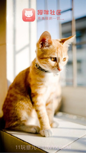 猫咪社区截图2