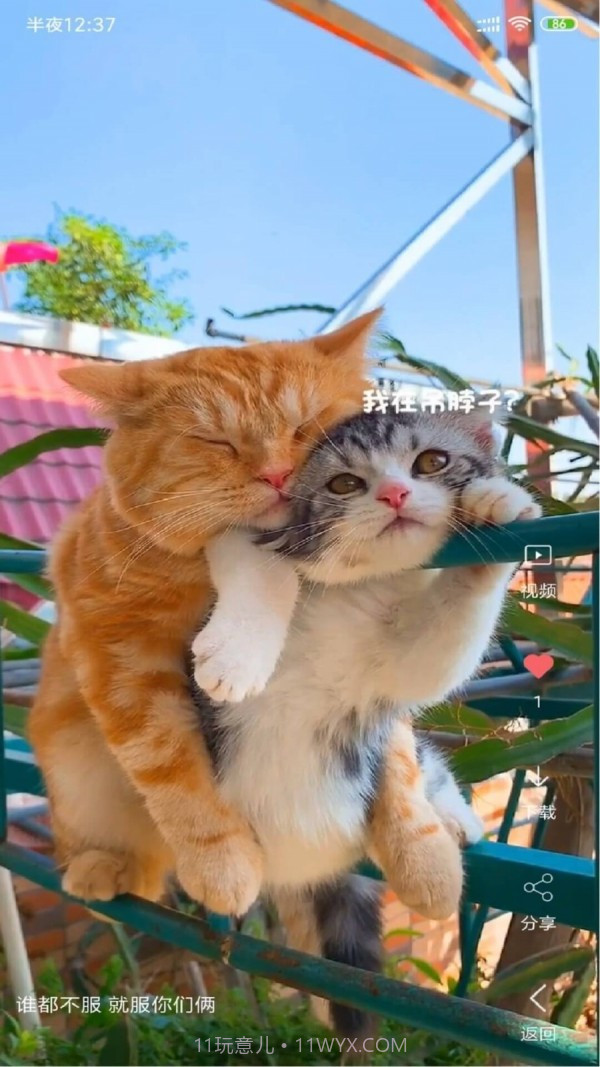 动漫视频壁纸截图1 动漫视频壁纸截图1