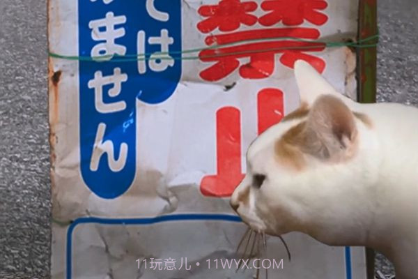 猫的一天怪奇谭（全剧情存档）完整版截图3