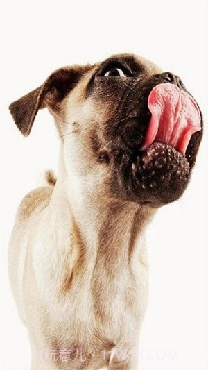 狗狗舔屏手机动态壁纸截图4 狗狗舔屏手机动态壁纸截图4