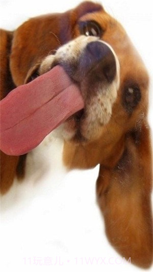 狗狗舔屏手机动态壁纸截图2 狗狗舔屏手机动态壁纸截图2