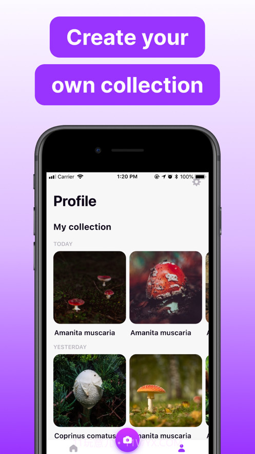 蘑菇标识符截图4