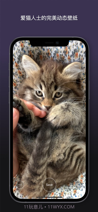 猫动态壁纸截图3 猫动态壁纸截图3