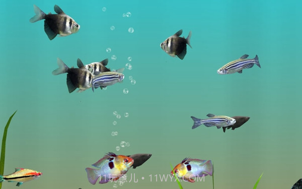 我的水族箱3d截图2