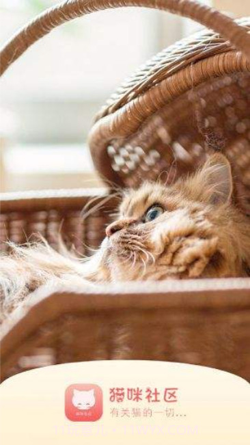 猫咪APP最新版截图2 猫咪APP最新版截图2