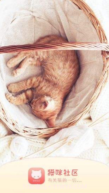 猫咪APP最新版截图1 猫咪APP最新版截图1