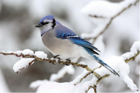 蓝色周壁纸截图1 蓝色周壁纸截图1