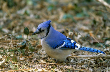 蓝色周壁纸截图2 蓝色周壁纸截图2