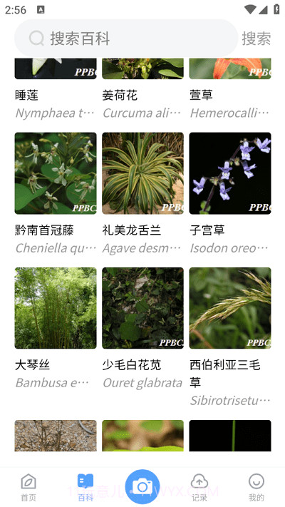 植物智截图2