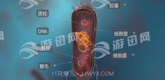 细菌互动教育官网版截图1