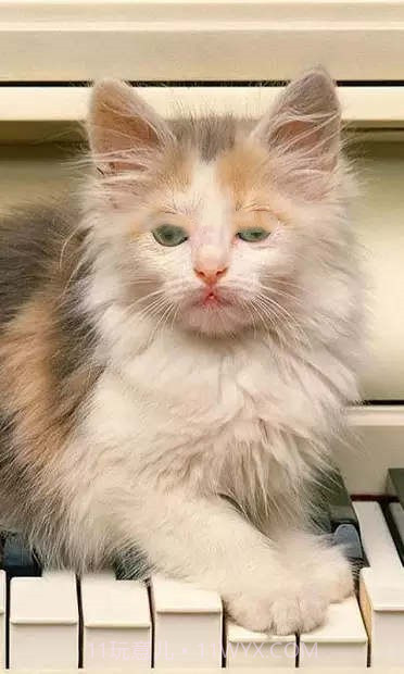 小猫壁纸截图1 小猫壁纸截图1