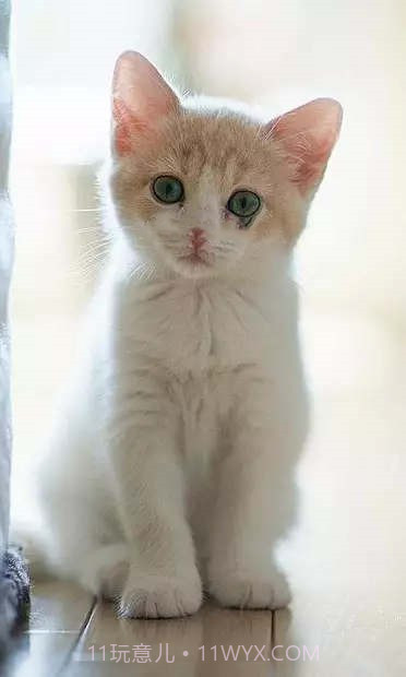 小猫壁纸截图2 小猫壁纸截图2