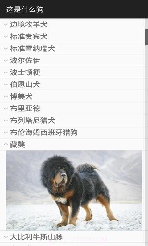 这是什么狗截图2