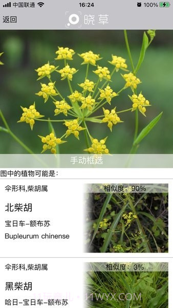 晓草草原植物识别截图2