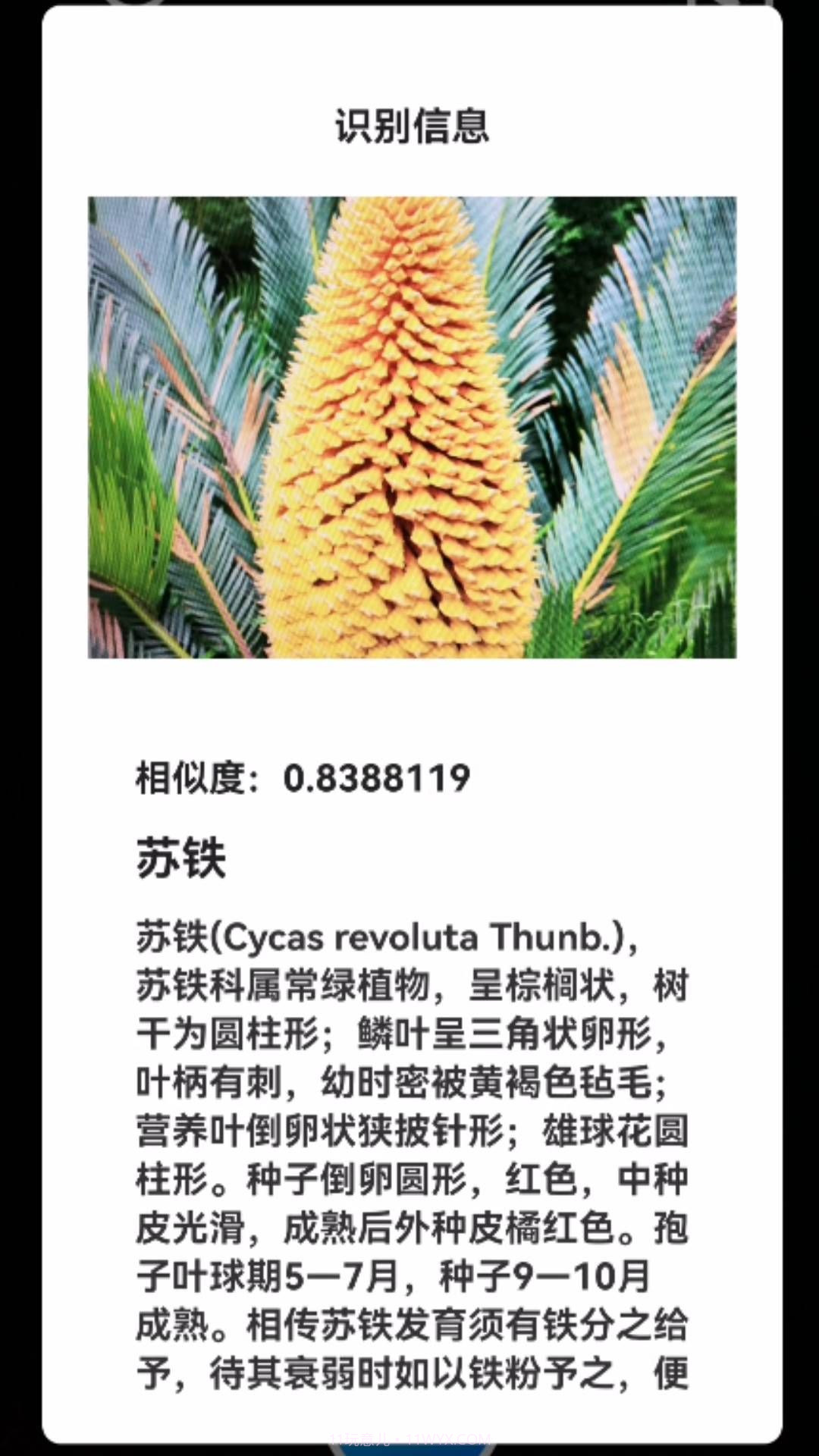 君子兰宝匣截图3 君子兰宝匣截图3