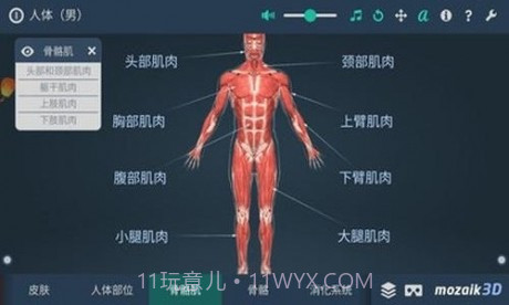 人体解剖3D模型截图4 人体解剖3D模型截图4