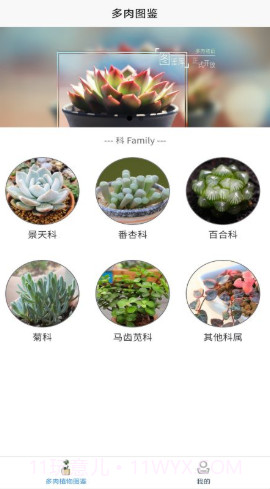 嘟嘟多肉植物鉴截图1